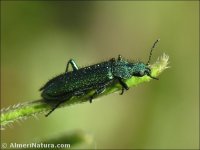 Psilothrix viridicoerulea