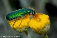 Cerocoma schefferi
