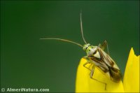 Adelphocoris lineolatus