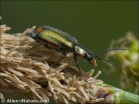 Malachius bipustulatus