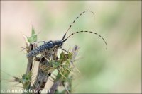 Agapanthia dahli