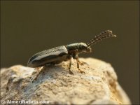 Crioceris macilenta