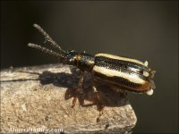 Crioceris paracenthesis