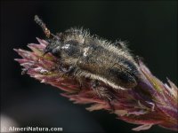 Enicopus pilosus