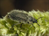 Enicopus sp.