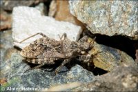 Coranus griseus
