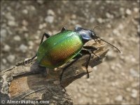 Calosoma sycophanta