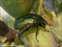Potosia cuprea