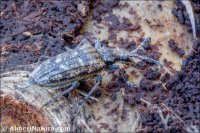 Rhagium inquisitor