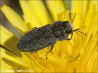 Anthaxia sp.