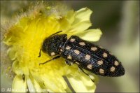 Acmaeodera degener