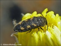 Acmaeodera nigellata