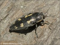 Buprestis novemmaculata