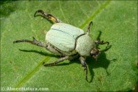 Hoplia chlorophana