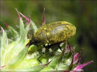Larinus flavescens