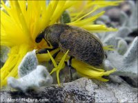 Larinus sp.