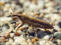 Lixus angustatus