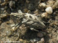Coniocleonus excoriatus