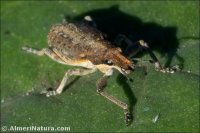 Sitona discoideus