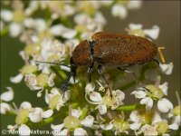 Mycterus curculioides