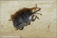 Scyphophorus acupunctatus