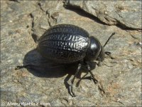 Pimelia monticola