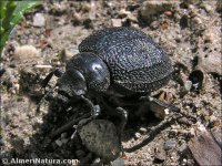 Pimelia rotunda