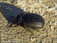 Morica favieri
