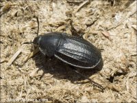 Silpha tyrolensis