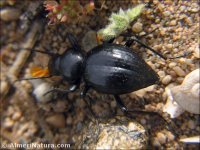 Tentyria sp.