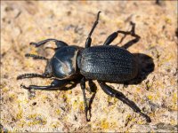 Scaurus punctatus