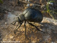 Meloe tuccius