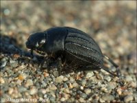 Erodius parvus