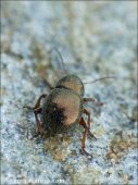 Colaspidea globosa