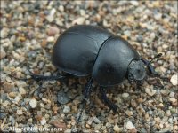 Anoplotrupes stercorosus