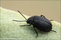 Galeruca sp.