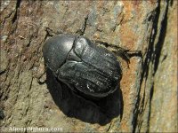 Protaetia oblonga