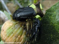 Protaetia opaca