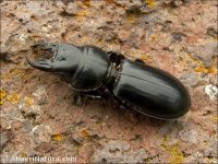 Scarites buparius