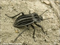 Alphasida lorcana subsp. lopezi