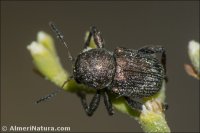 Colaspidea globosa