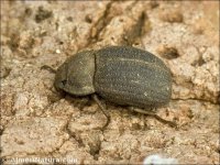 Opatrum baeticum