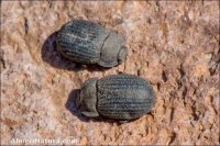 Opatrum baeticum
subsp. almeriense