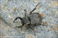 Valgus hemipterus