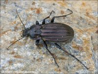 Carabus melancholicus submeridionalis