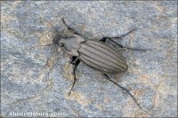 Carabus melancholicus submeridionalis