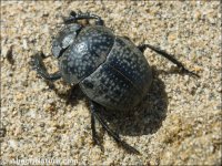 Scarabaeus cicatricosun