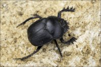 Scarabaeus sacer