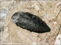 Capnodis tenebrionis