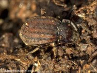 Asida sp.